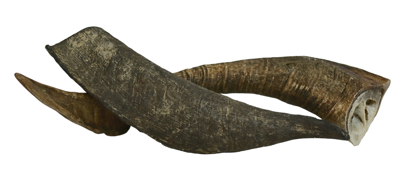 Wild Goat Horn Chew Small