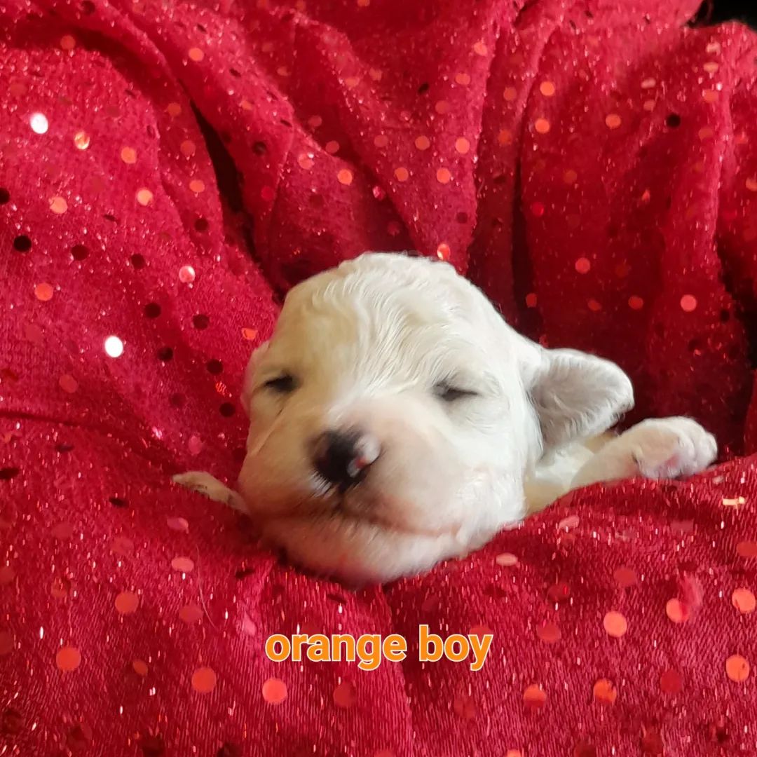 Puppy/Lactating Bitch- Complete and Balanced Raw Meals