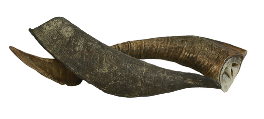 Wild Goat Horn Chew Large